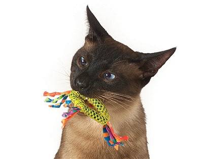 Catstages Catnip Dental Health Chew toy for cats, featuring bright colors and textured surface for dental care and playful fun.