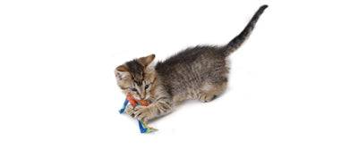 Catstages Catnip Dental Health Chew for cats, featuring a colorful toy designed to promote dental health and provide feline entertainment