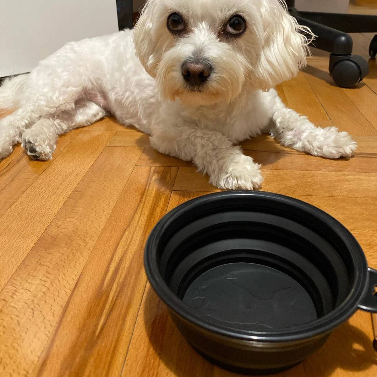Pawciara white collapsible silicone pet bowl with carabiner, portable for dog food and water, ideal for outdoor camping and travel.