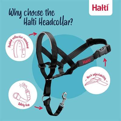 Black Company of Animals Halti headcollar on a dog, designed for gentle control and training in dog collars and leads.