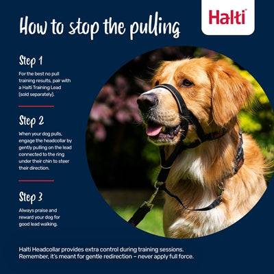 Black Company of Animals Halti headcollar for dogs, adjustable dog collar and lead for gentle control and training.