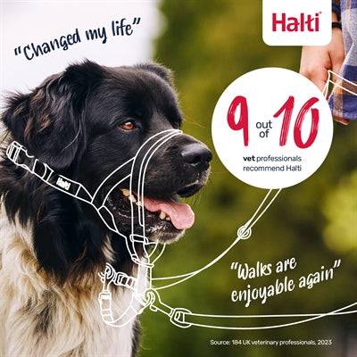 Black Company of Animals Halti headcollar on a dog, designed for training and control, part of the dog collars and leads collection.