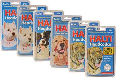 Black Company of Animals Halti headcollar on a dog, showing the adjustable strap and durable design for gentle control.