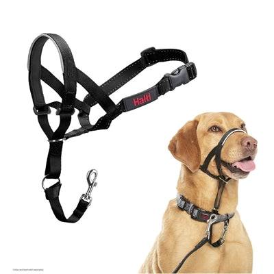 Black Company of Animals Halti headcollar on a dog, designed for control and training, part of the dog collars and leads collection.
