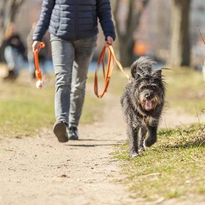 Trixie long training lead with rubber coating in orange, 5 meters, nylon leash for dog training without handle, brand Trixie.