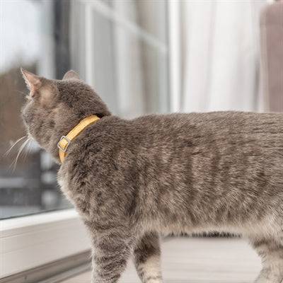 Trixie checkered nylon cat collar with clasp, assorted colors, 20-30 cm length and 1 cm width, for small cats.