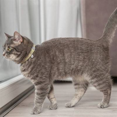 Trixie soft round nylon cat collar and leash set in assorted colors, adjustable 20-30 cm, lightweight and comfortable for cats.