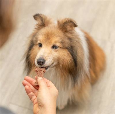 Gray Trixie silicone baking mat for pet treats in bone shape, measuring 24x29 cm, ideal for making dog treats.