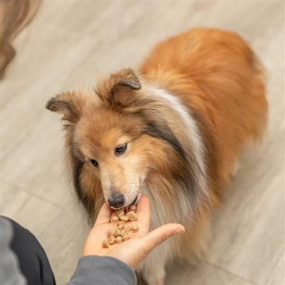 Purple Trixie silicone baking mat for pet treats, 38x28 cm, non-stick, BPA-free pet treat baking surface.