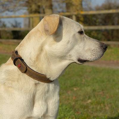 Zolux Expert Premium brown leather and neoprene dog collar with matching leash, 40x1.6 cm, for medium-sized dogs.