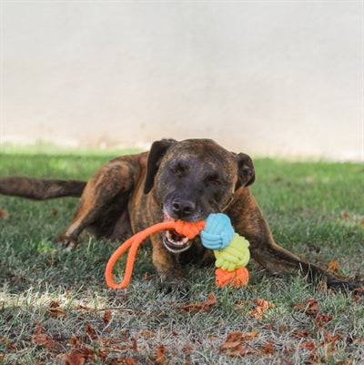 Zolux Twist Rope with 3 multicolor rope balls for pets, measuring 43x7x7 cm, durable pet toys by ZOLUX.